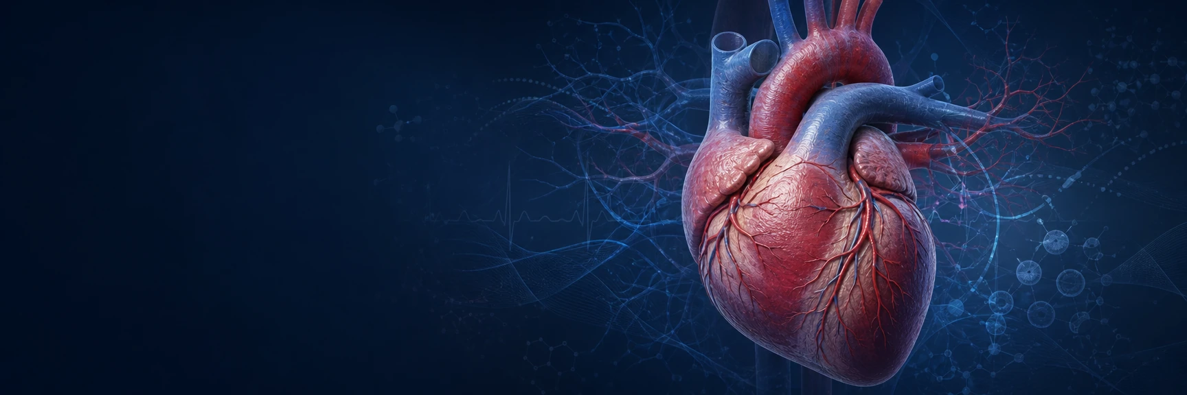 Anatomical heart illustration with visible coronary arteries representing scientific cardiovascular research.